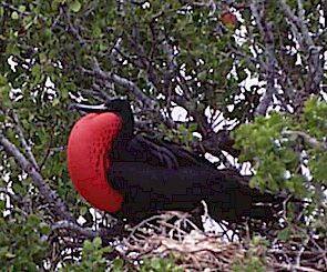 Male Frigatebird with red pouch