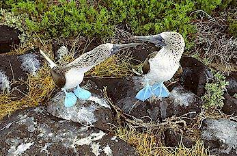 Blue-Footed Boobies 