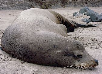 Sealion Mommy